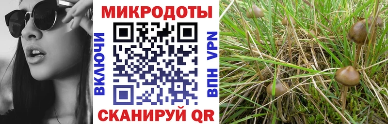 Купить закладки  Барнаул  Псилоцибиновые грибы Psilocybe 